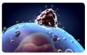 viral entry, viral infection