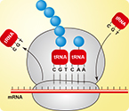 New way of protein synthesis