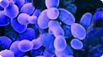 Yeast protein production