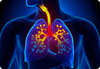 olfactory receptor, human airway smooth muscle cells, bronchi, bronchioles, OR1D2, OR2AG1