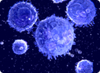 Optimizing TCR vectors for adoptive immunotherapy to treat melanoma and other cancers