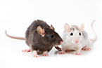 bioregent validation is critical for reproducible research