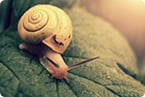 snail venom peptide