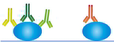 Monoclonal vs Polyclonal