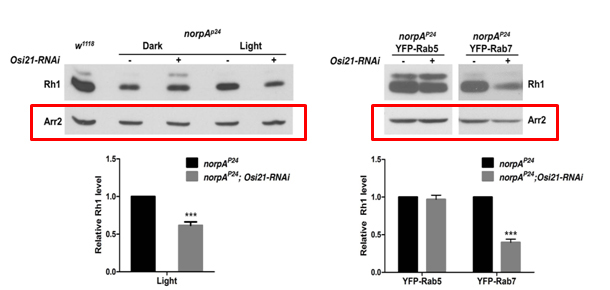 Cost-effective Custom Polyclonal Antibodies Services