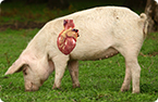 CRISPR gene editing improves the safety of porcine organs for human transplantation