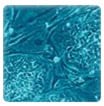 somatic-cell nuclear transfer, embryonic stem cells, induced pluripotent stem cells