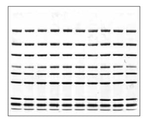 protein staining l1 system sensitivity superior ng genscript