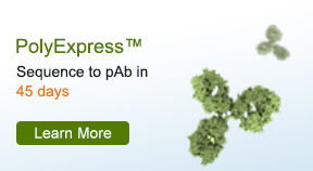 PolyExpress™ Sequence to pAb