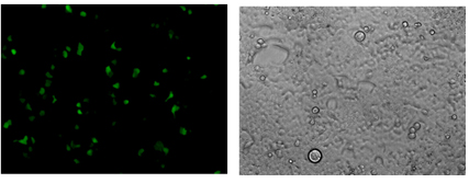 GFP expression in cell pool confirmed by fluorescence microscopy GFP expression in cell pool confirmed by fluorescence microscopy
