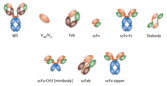 Antibody Formats