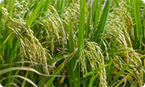 Scorpion Peptide keeps pests off rice crops