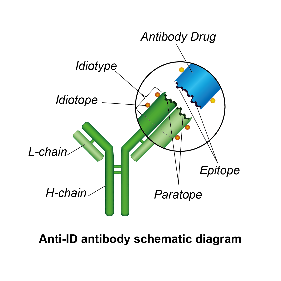 Anti-idiotype antibody service