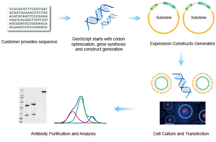 Igg Antibody Photos and Images & Pictures