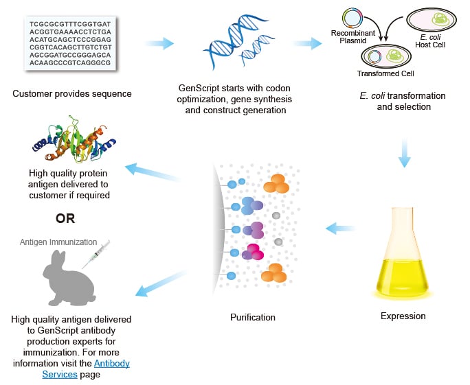 Schematic of Antigen Production in E. coli at GenScript