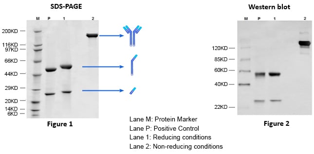 Desværre astronaut fejl Immunoglobulin G | IgG Antibody-GenScript