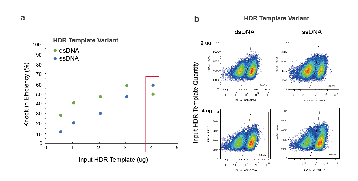 ssDNA vs dsDNA templates- similar knock-in efficiency