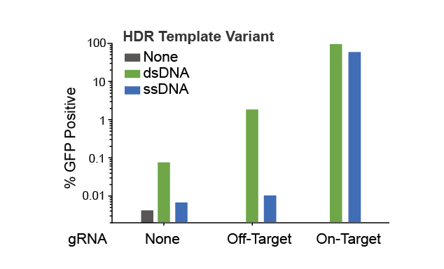  ssDNA vs dsDNA templates- off target integrations 