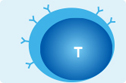 T cell, adaptive immunity