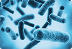 oral microbiome