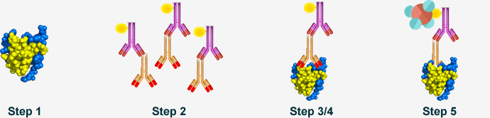 Purified Antibodies Steps