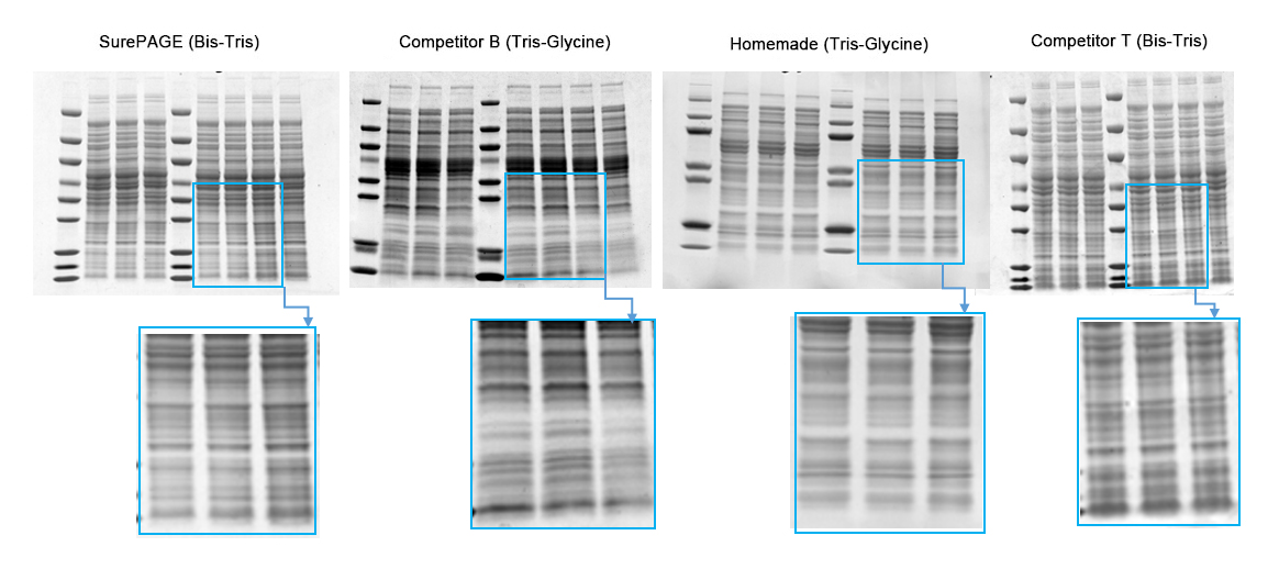 Invitrogen Gel Migration Chart