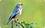 birdsong gene