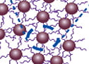 stem cell culture, self-assembling peptide