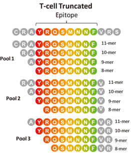 T-cell truncated library