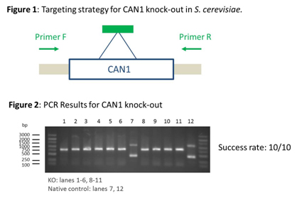 CRISPR Genome Editing in Bacteria and Yeast