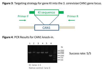 CRISPR Genome Editing in Bacteria and Yeast