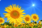 Sunflower heliotropism, Flower circadian rhythm, Old Sunflower Face East