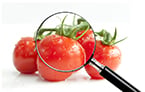 shoot meristem, arabinosyltransferase