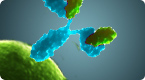 His tag impact on protein activity