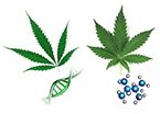 cannabis gene