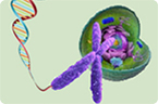 Bcl-xL, anti-apoptotic factor