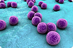 skin microbiome