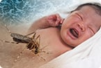 Zika, microcephaly