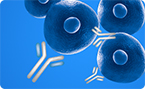 therapeutic antibody engineering of IgG Fc domain