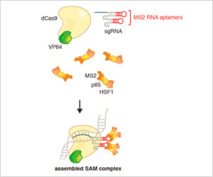 Three components -- dCas9-VP64, sgRNA-MS2, and MS2-p-HSF1 – form the assembled SAM complex