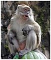monkey gene editing