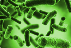 e. coli synthetic biology