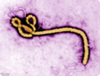 ebola drug, GP2 protein, peptide mimetic