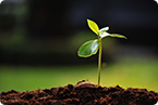 Using plants to produce immunogenic proteins to fight breast cancer