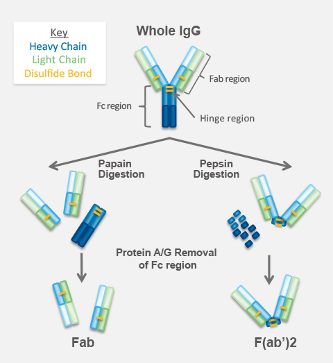 Antibody Fragmentation Service