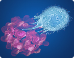 PD-L1, cancer immunotherapy, immune checkpoint blockade