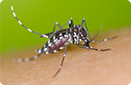 GMO insects, Dengue virus, Genetic engineering