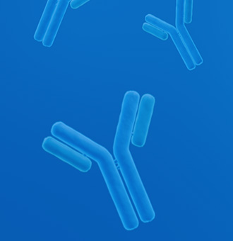 Reagent Antibody Services