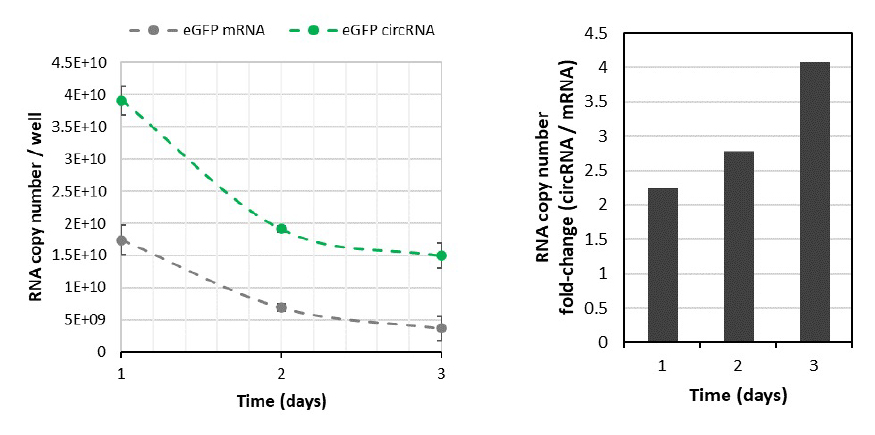 circRNA Has Higher Stability, Slower Degradation, and Higher Protein
Expression Vs. Linear mRNA