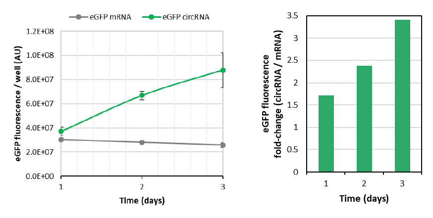 circRNA Has Higher Stability, Slower Degradation, and Higher Protein
Expression Vs. Linear mRNA